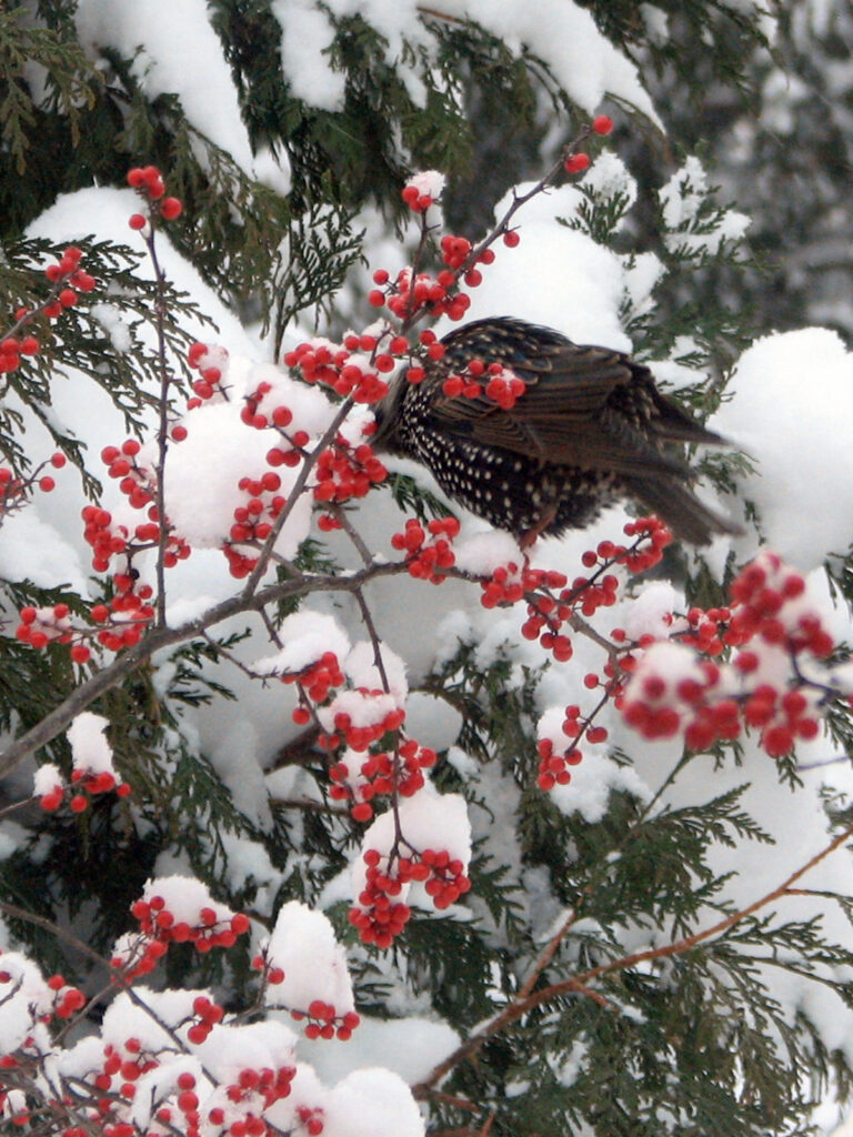 Starling eating winterberries