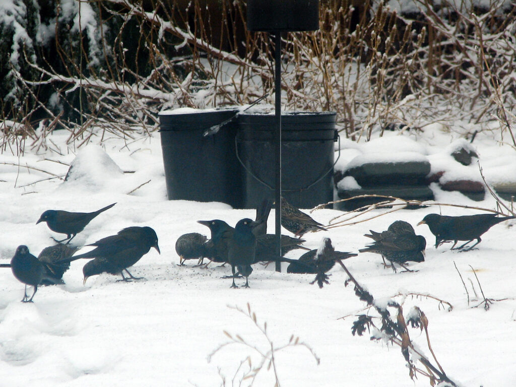 Starlings