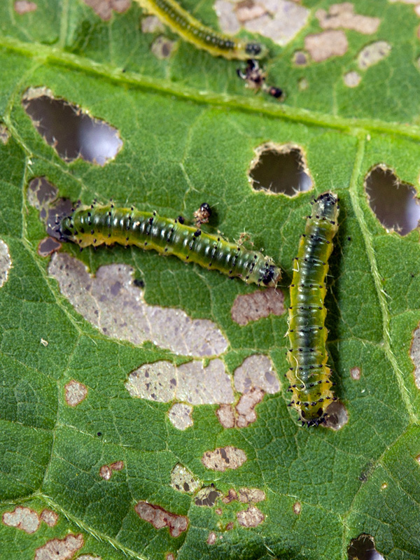 Hibiscus sawflies ©Janet Allen