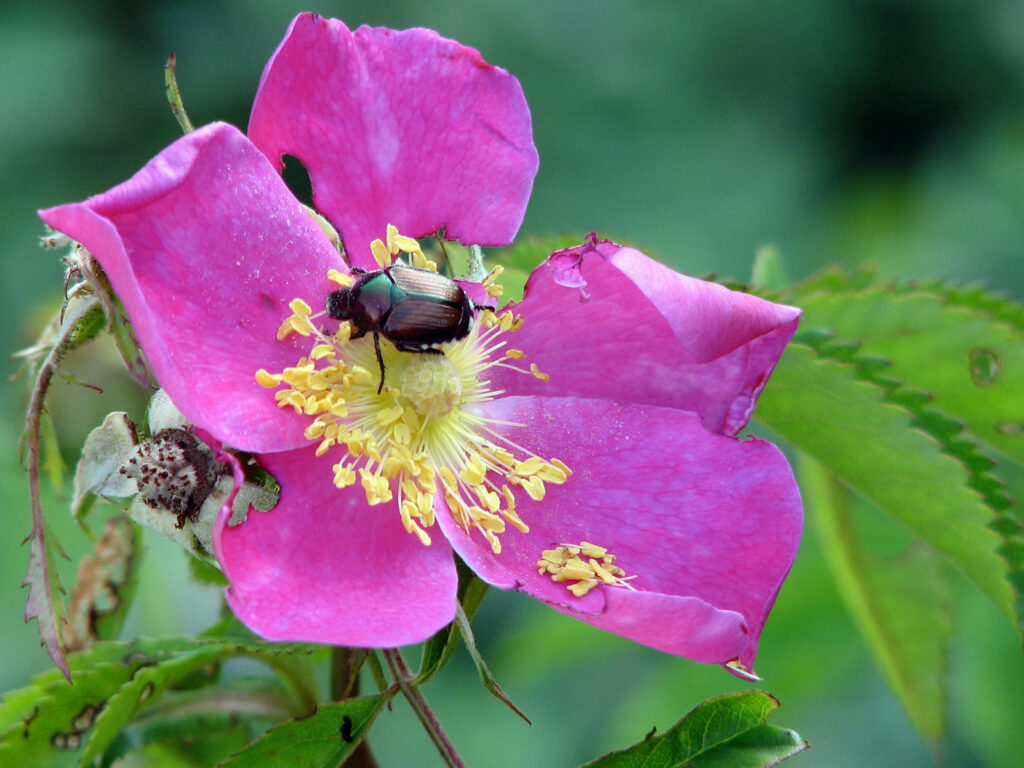 Japanese beetle eating a native rose