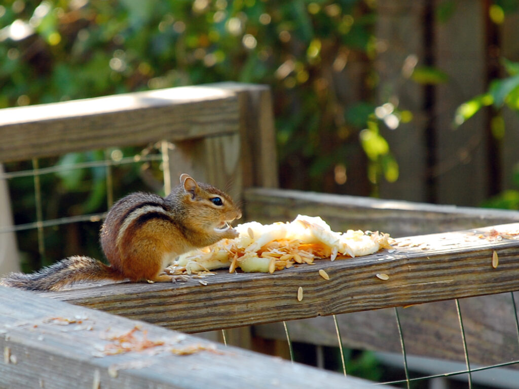 Chipmunk eating melon seeds on the compost pile