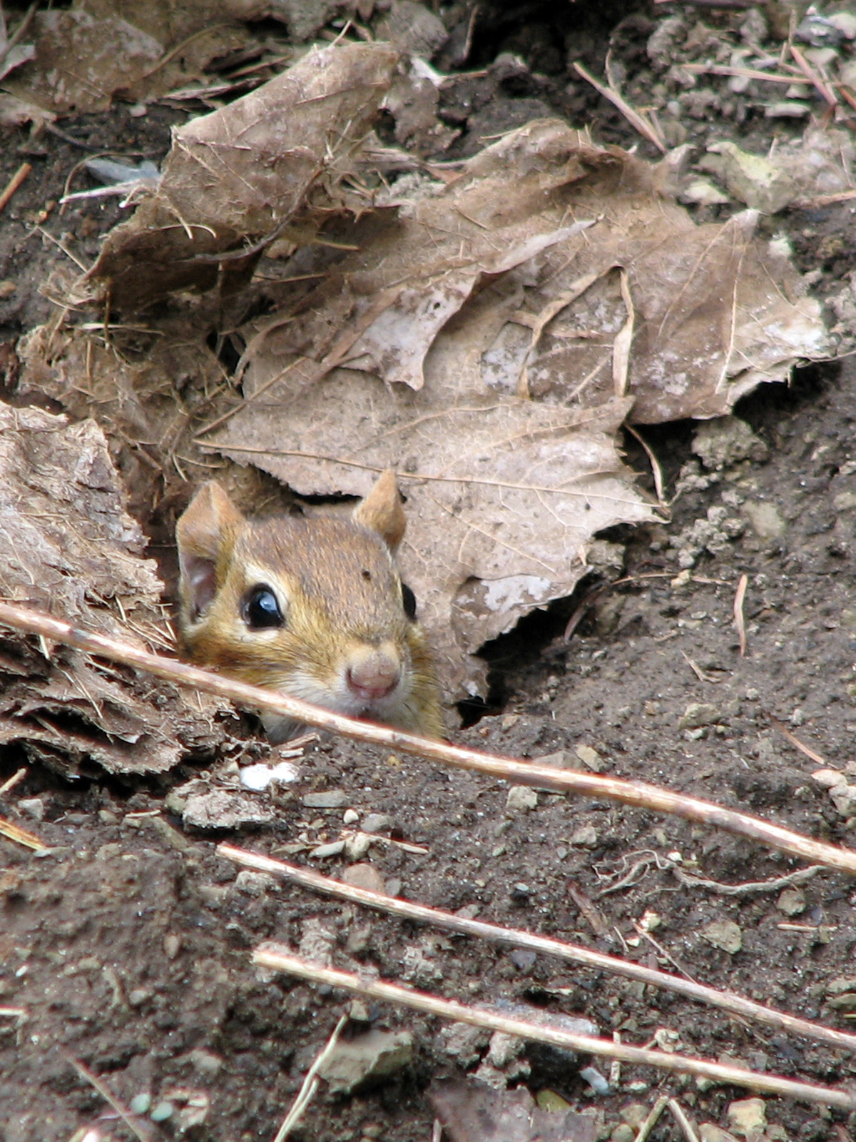 Chipmunk emerging from its hole