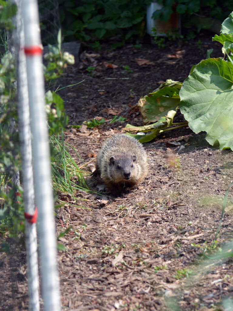 Woodchuck in our vegetable garden