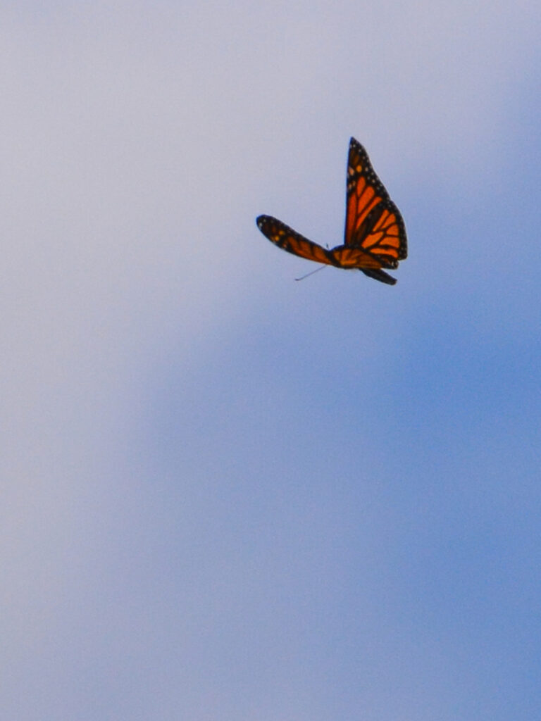 Monarch migrating
