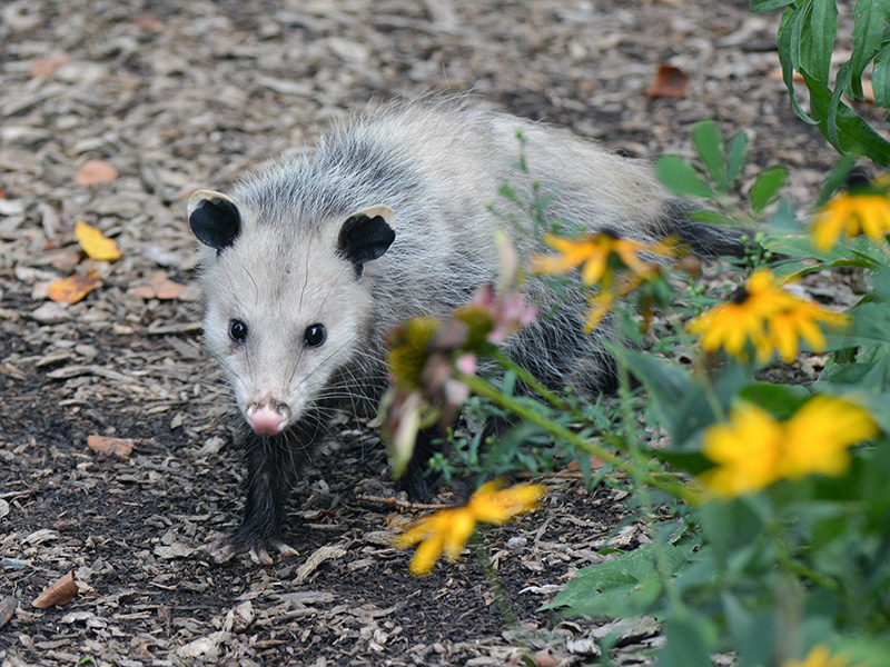 Possum