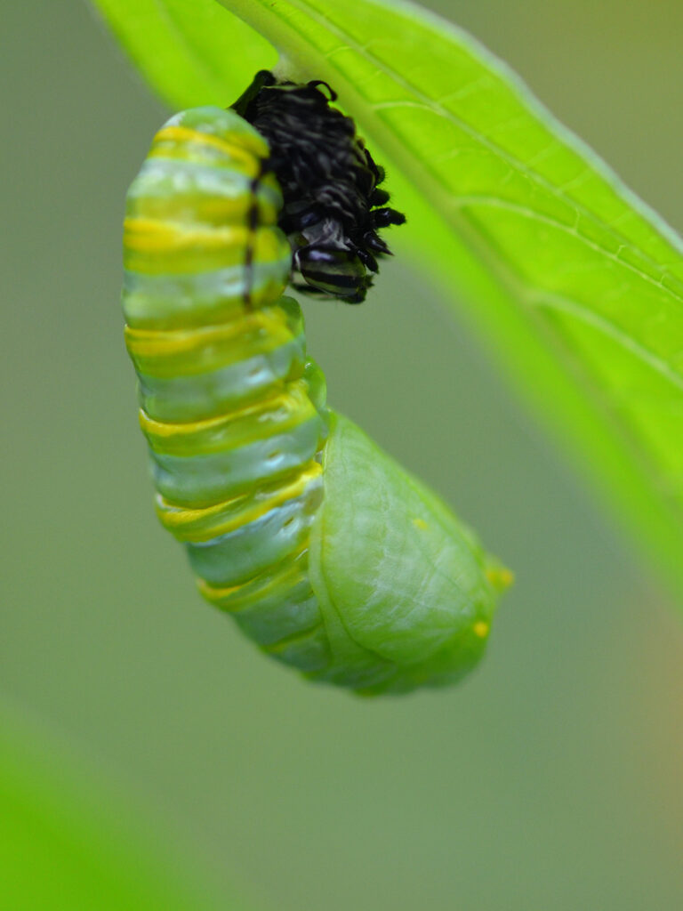 Monarch pupating ©Janet Allen