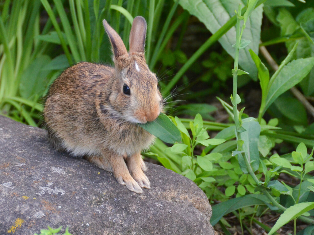 A rabbit helping me prune the edge plants