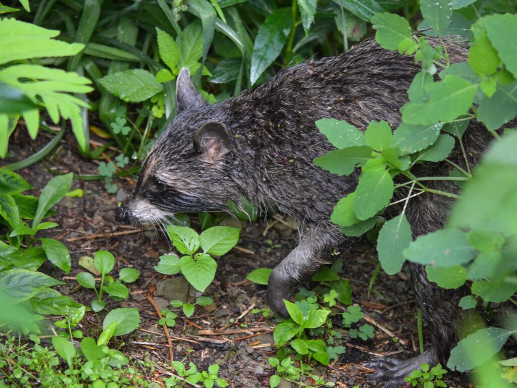 Raccoon after bathing in the pond