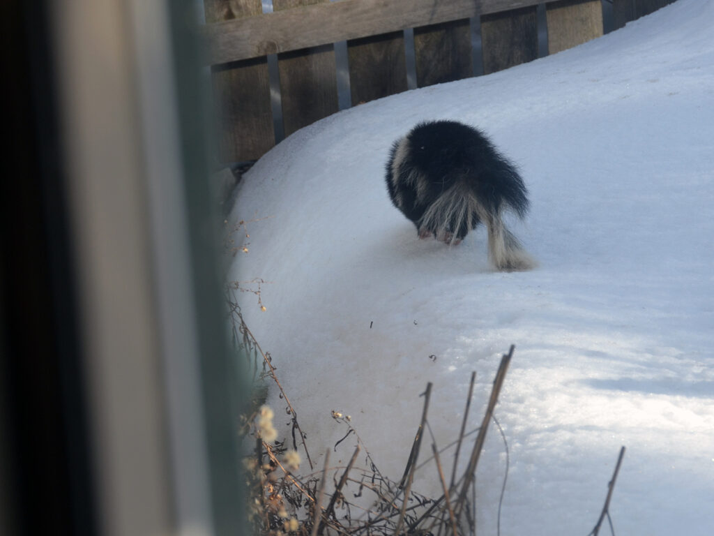 Skunk in the back yard
