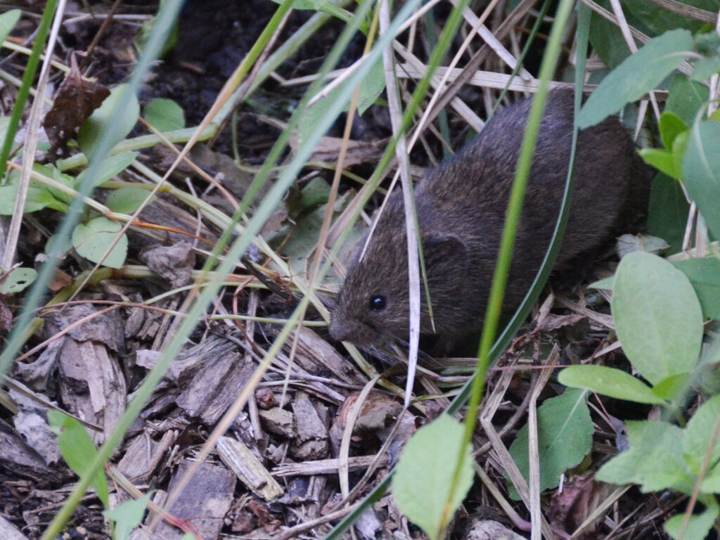 A vole maybe