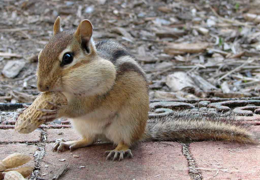 Chipmunk eating a peanut