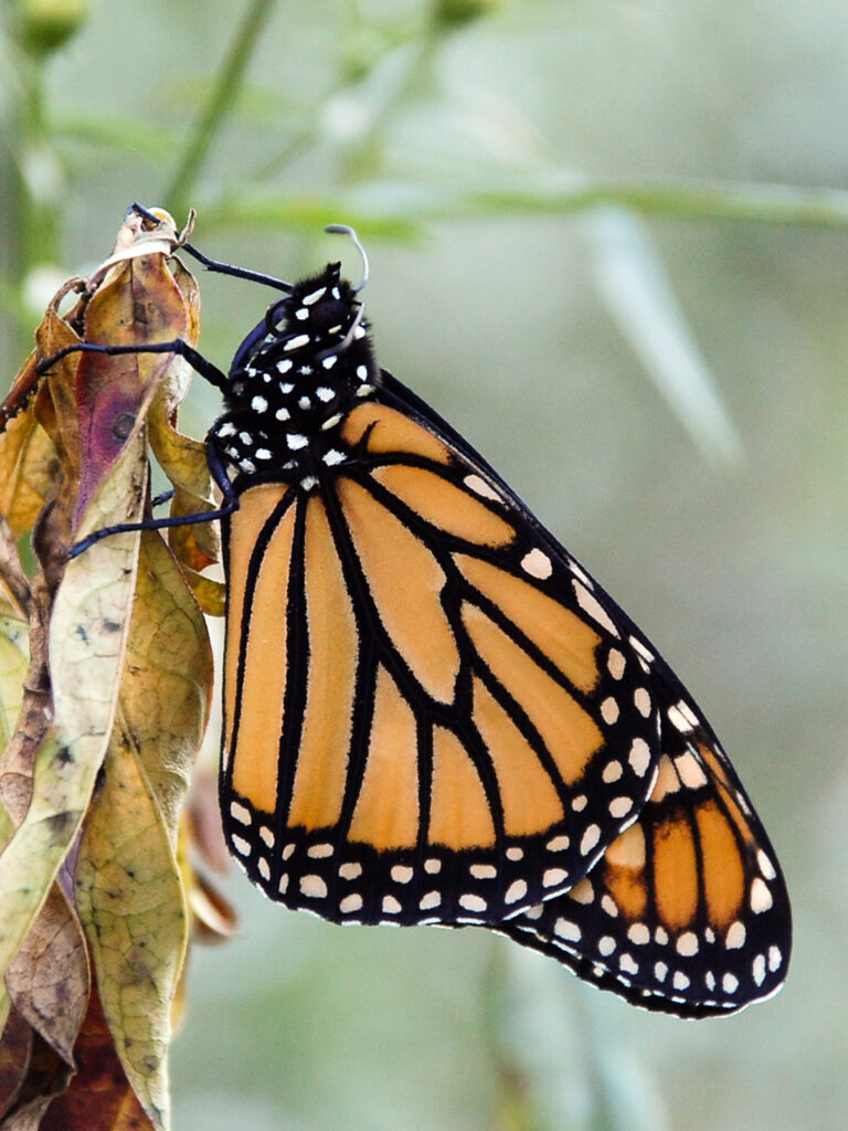 Monarch in fall