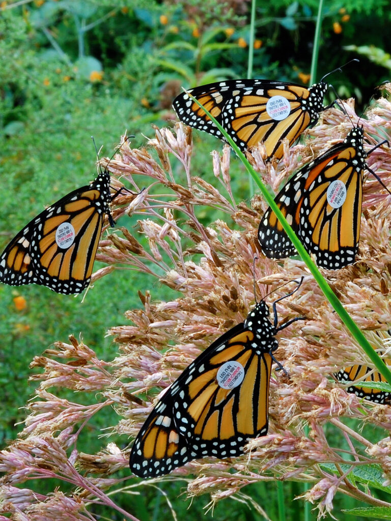 Some of my tagged monarchs