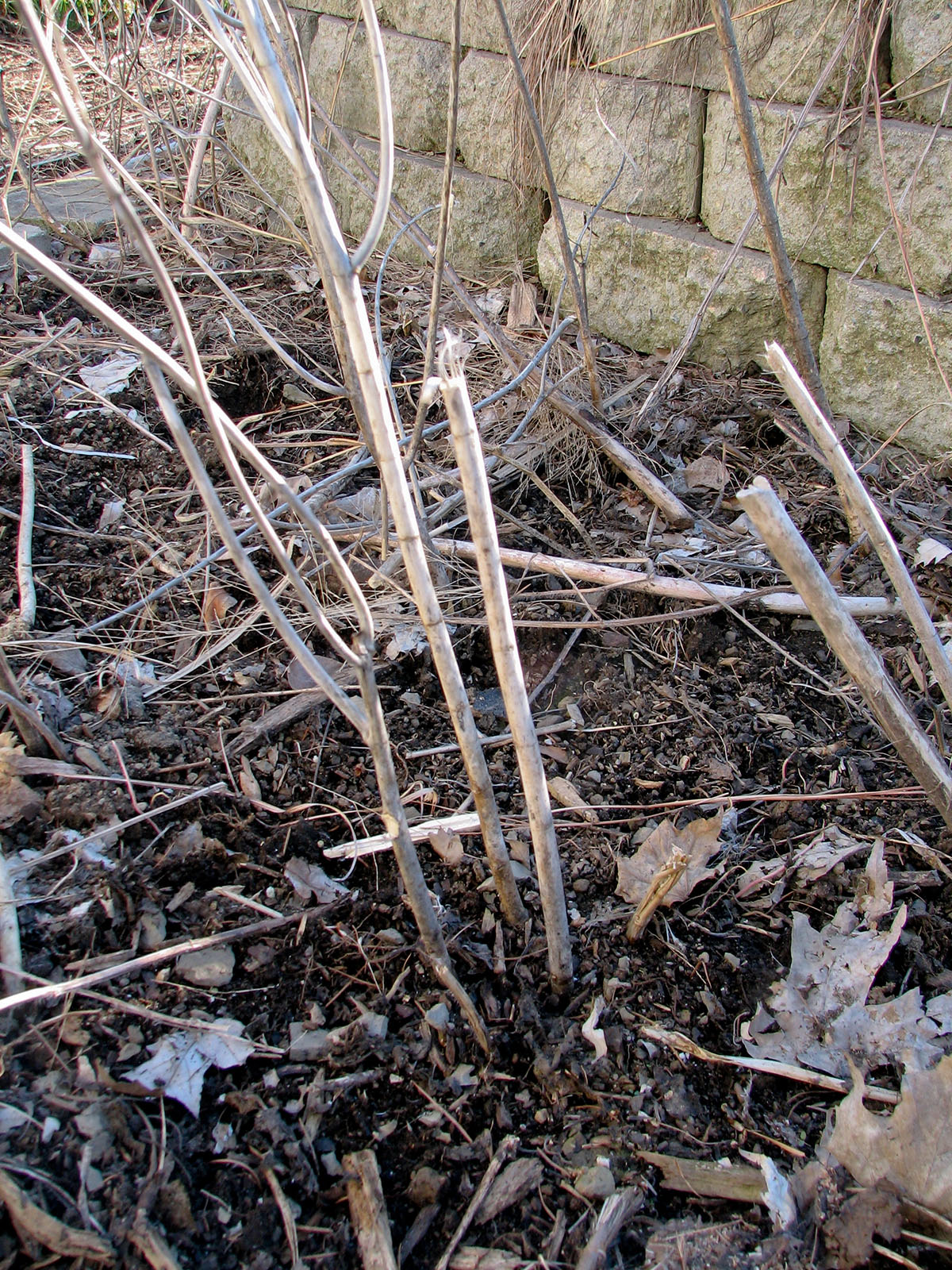 narrow leaf milkweed seedling