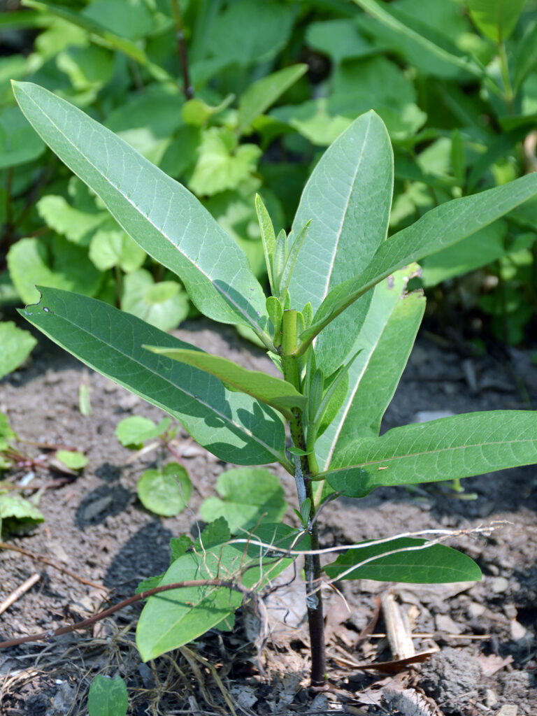 Common milkweed pruned