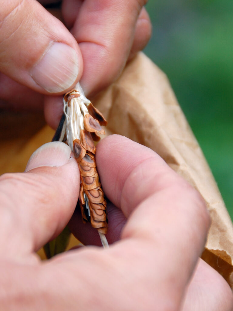 Stripping milkweed seeds from pod