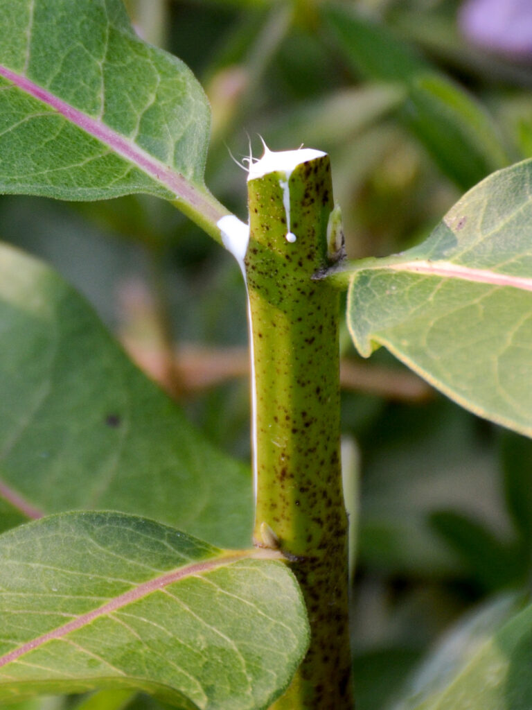 Sap from pruned milkweed