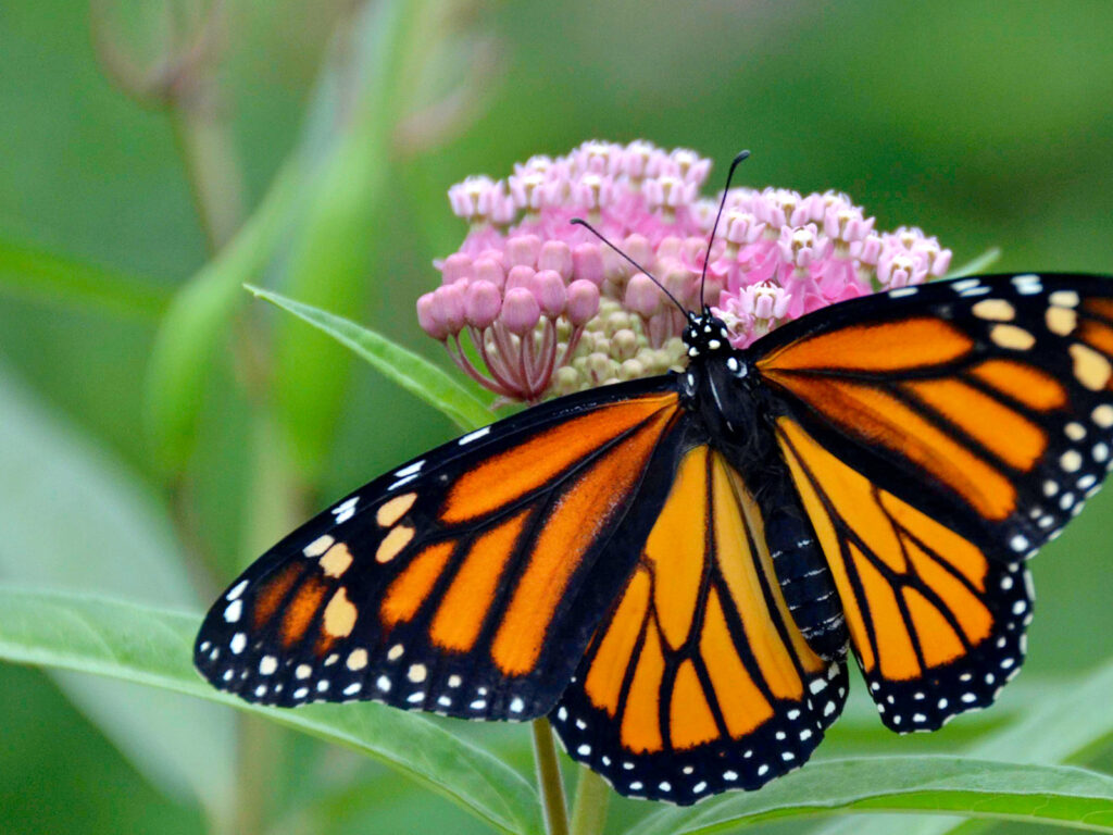 Monarch on swamp milkweed