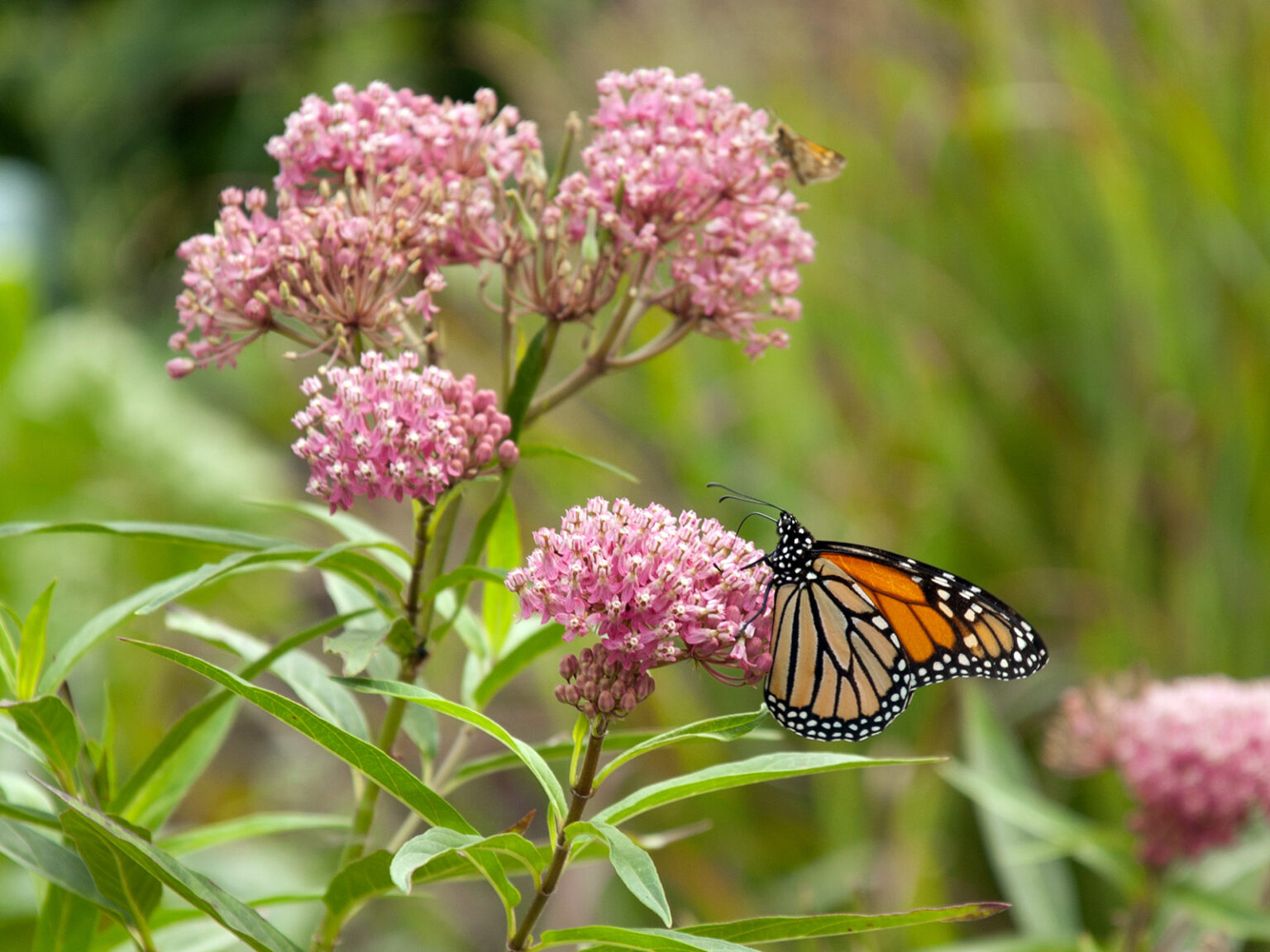 Growing milkweeds – Our Habitat Garden