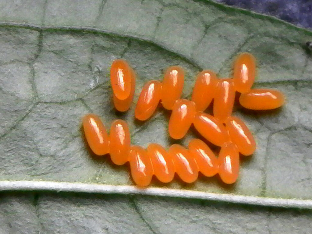 Swamp milkweed beetle eggs