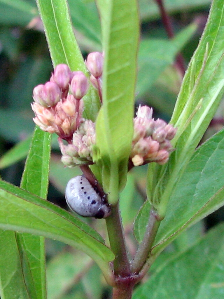 Swamp milkweed beetle larva