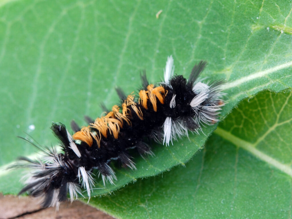Tussock moth caterpillar