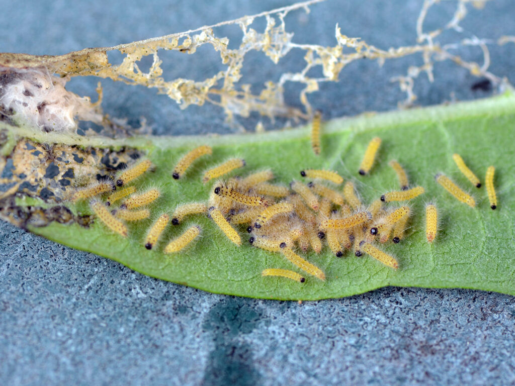 Tussock moth caterpillars