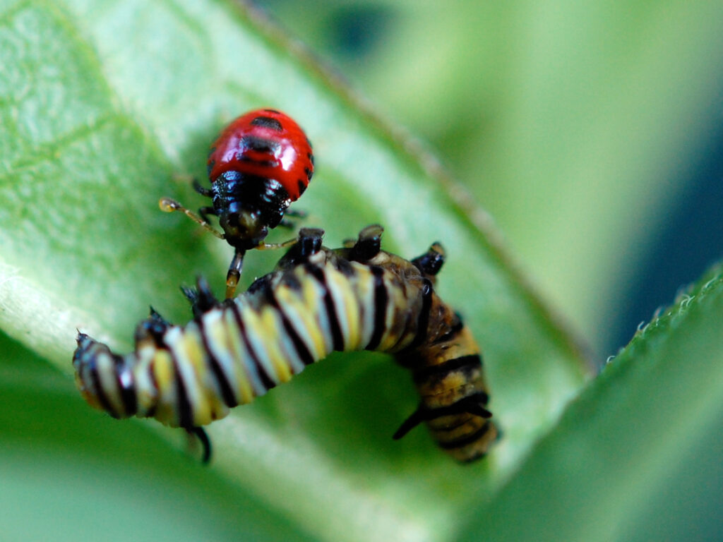 Beetle parasitizing a monarch caterpillar