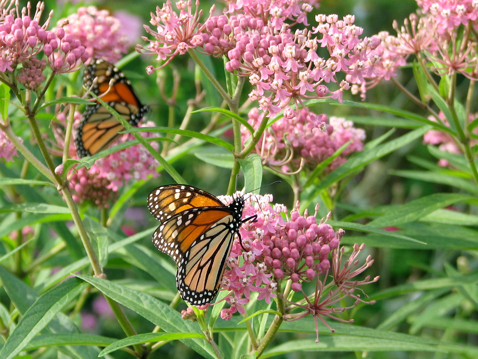 Monarch nectaring on swamp milkweed in our side Waystation