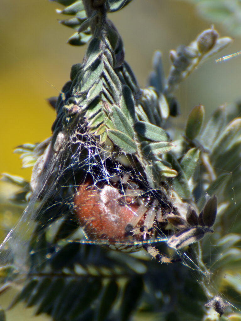 An orb spider hiding in its tent