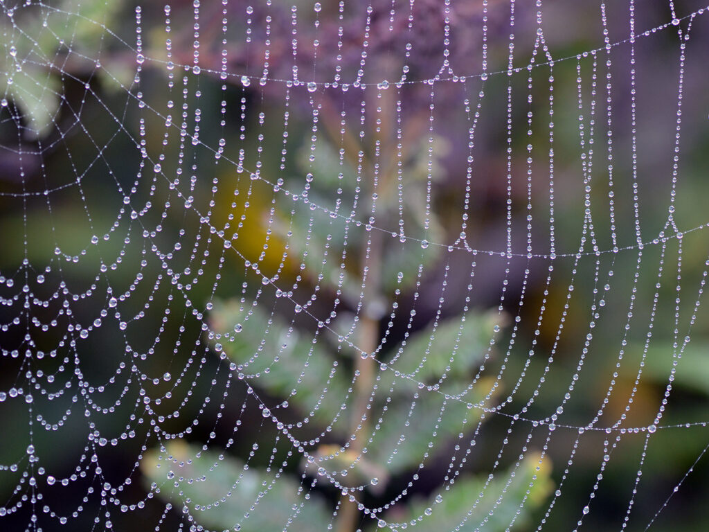 An orb spider web