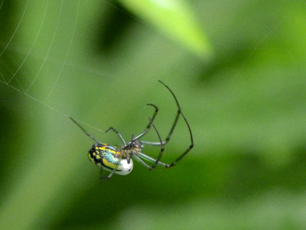 Orchard spider - an orbweaver