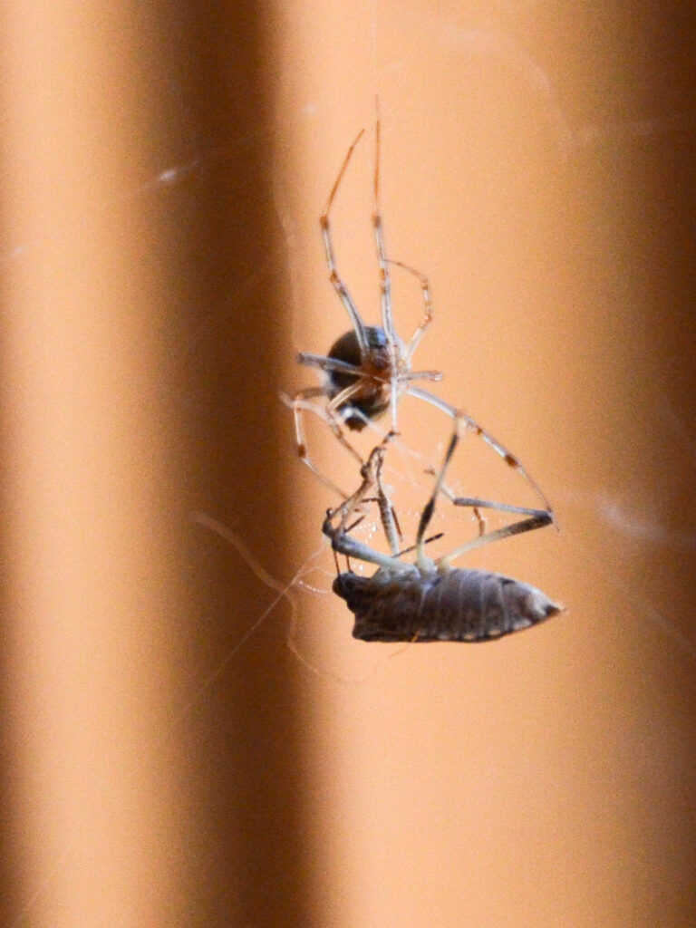 Spider eating a stinkbug