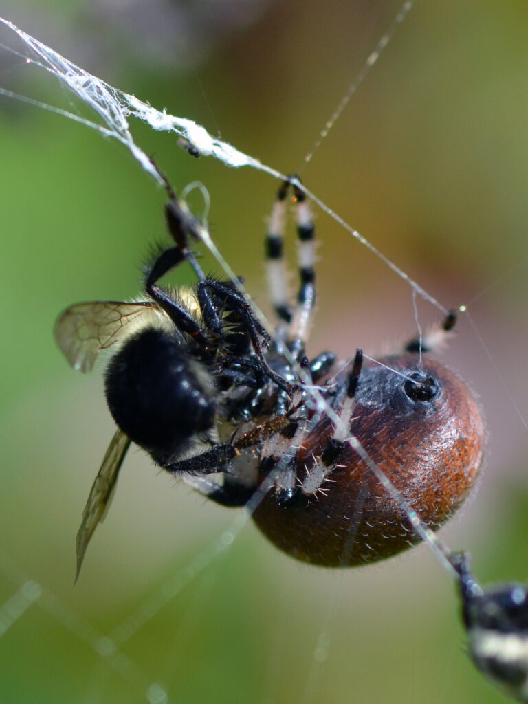 Silk emerging from a spinneret