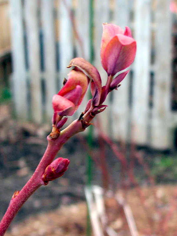 Blueberry growth in winter