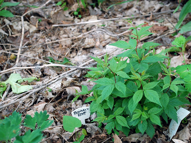 Healthy soil is the foundation for healthy plants ©Janet Allen