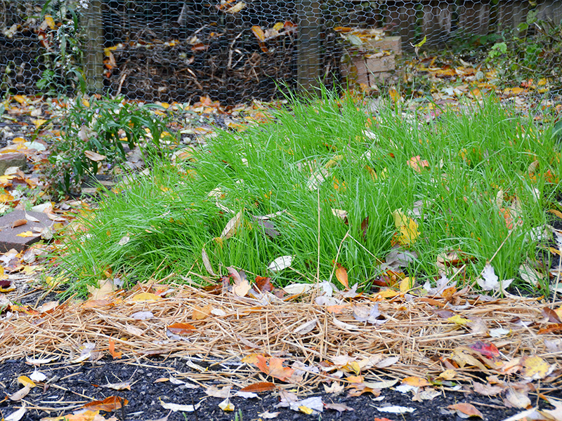 Cover crop