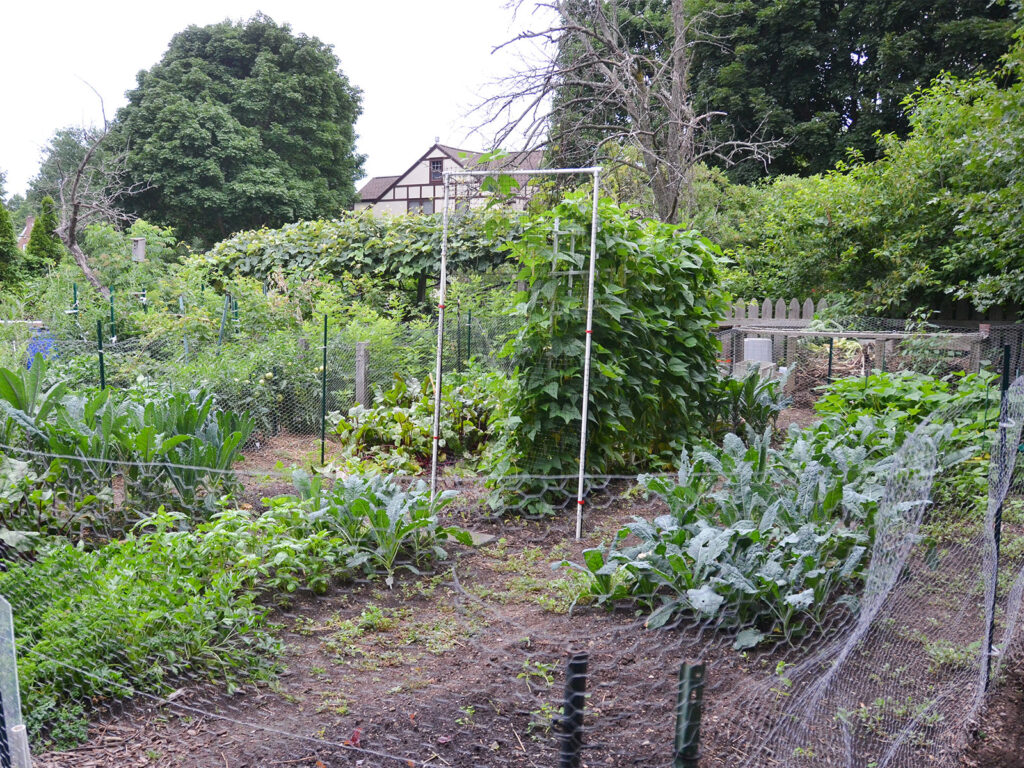 Part of our vegetable garden in July