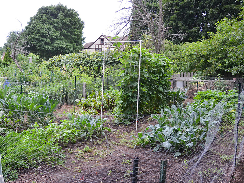 Part of our vegetable garden
