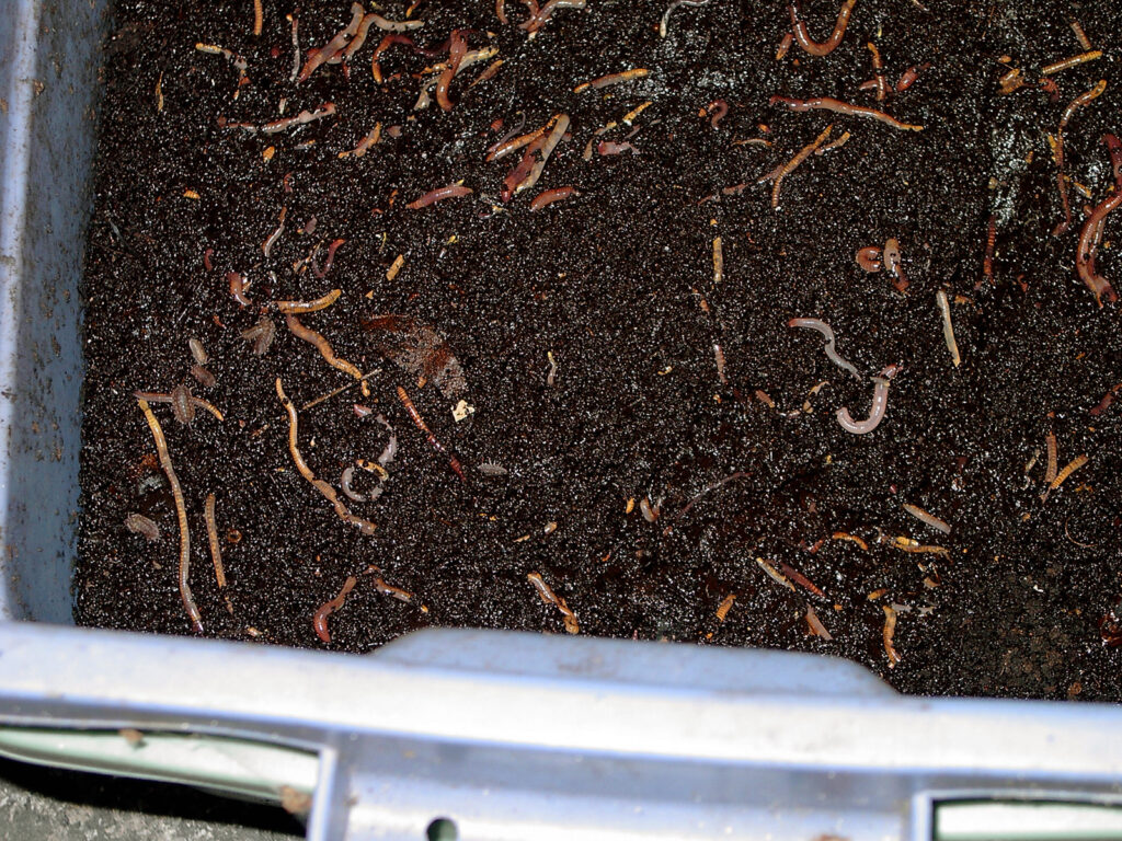 Finished vermicompost