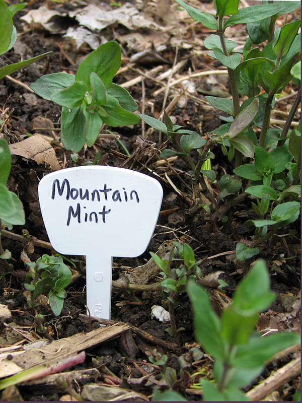 Plant marker