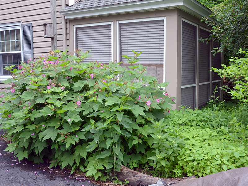 Flowering raspberry AFTER pruning