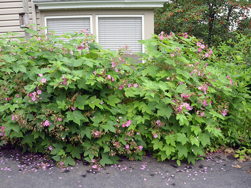 Flowering raspberry BEFORE pruning