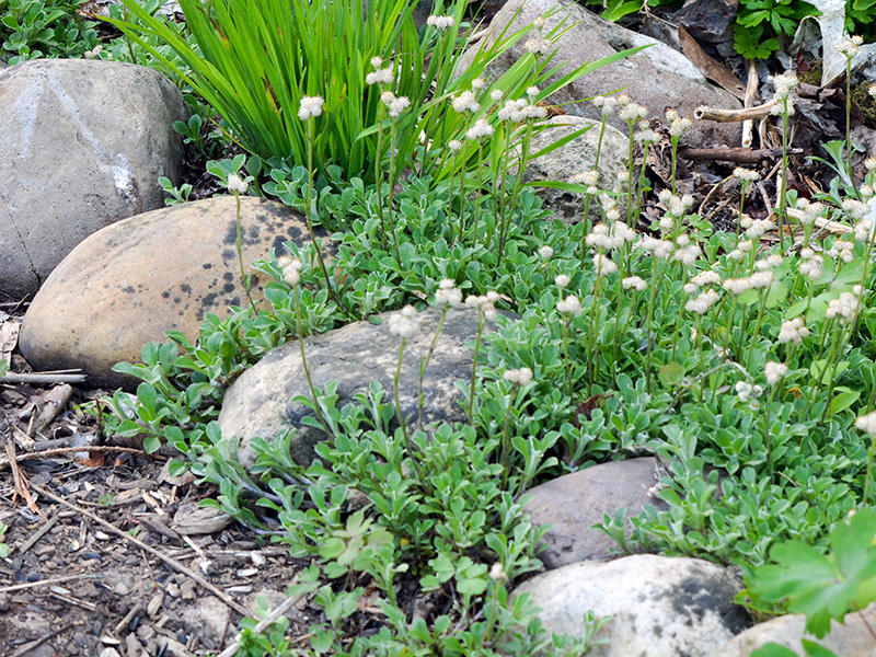 Stone edging