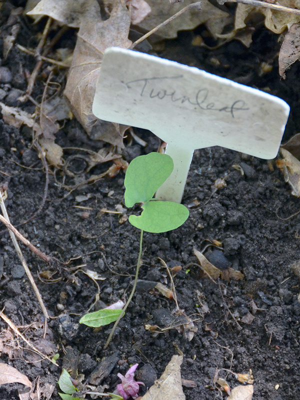 Twinleaf seedling