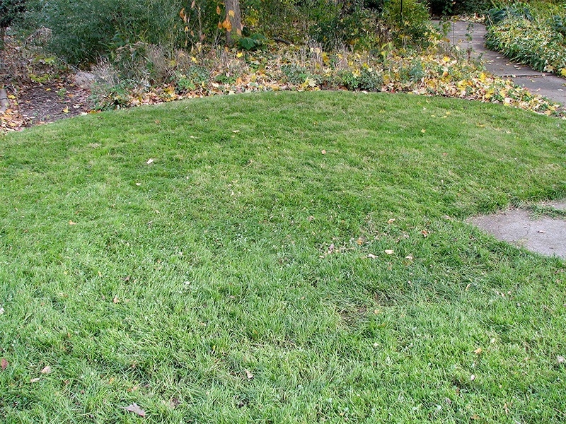 Front lawn - untreated