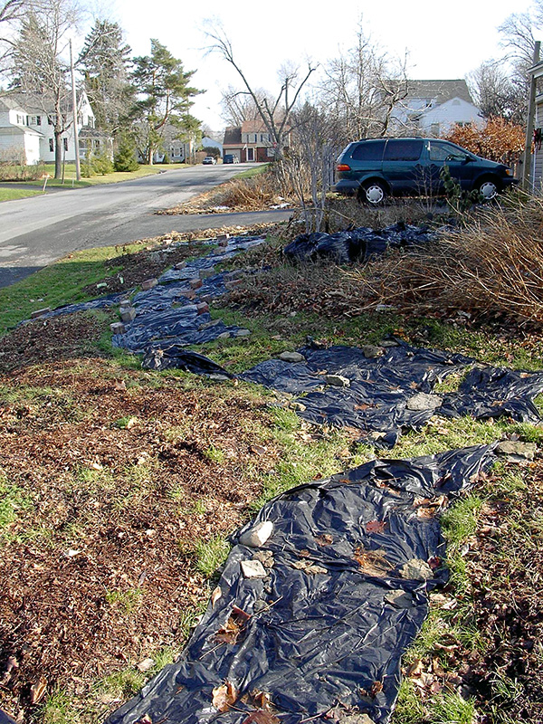 Plastic to smother lawn ©Janet Allen