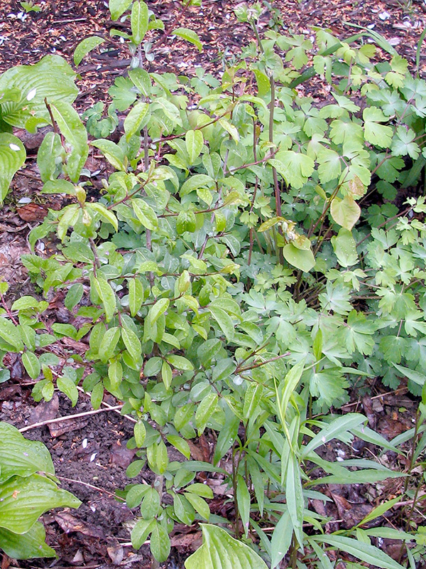 Blackhaw viburnum shrub