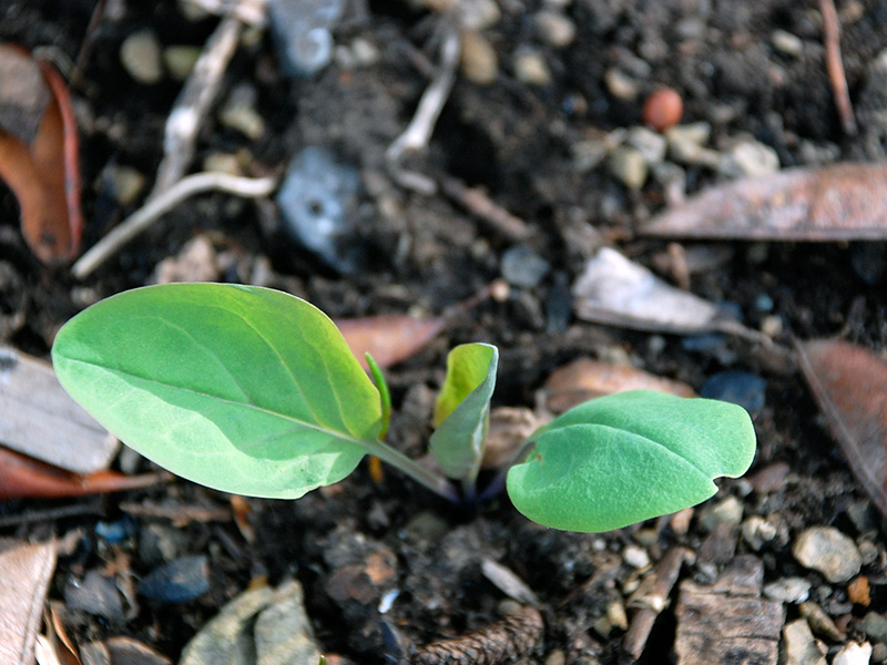 Bluebells seedlings