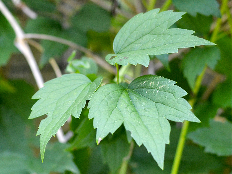 Native virgin's bower leaf
